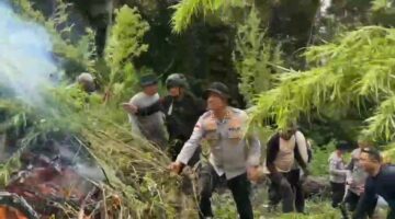 Polres Gayo Lues Temukan 45 Hektar Ladang Ganja di Pegunungan, Ribuan Batang Dimusnahkan