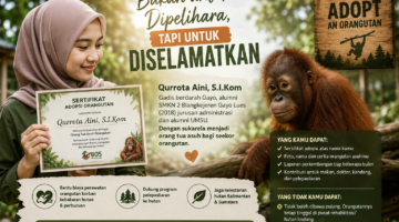 Qurrota Aini, Gadis Gayo Lues yang Rela Berbagi untuk Menyelamatkan Orangutan